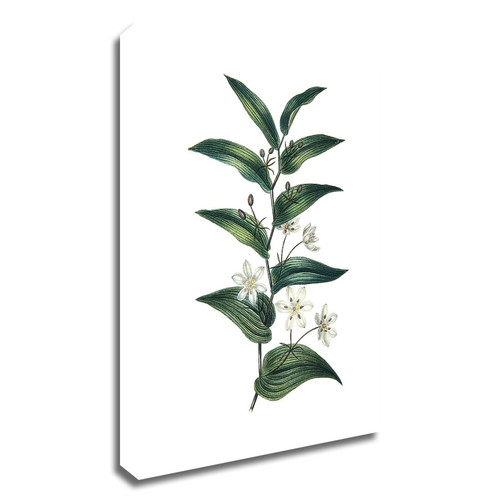 "Botanica I" Wrapped Canvas Print Wall Art