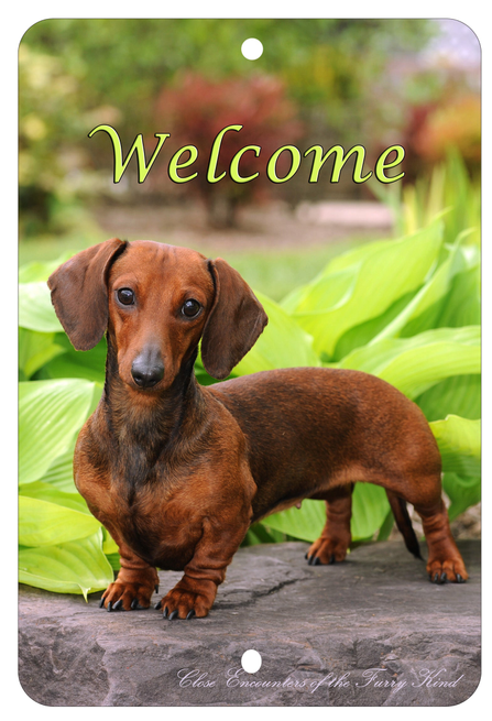 Dachshund Red - Best of Breed  Indoor/Outdoor Aluminum Sign