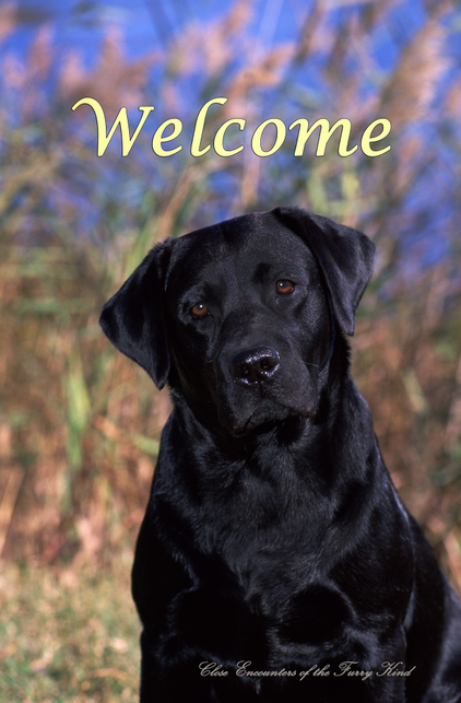 Black Labrador - Close Encounters of the Furry Kind Welcome  House and Garden Flags