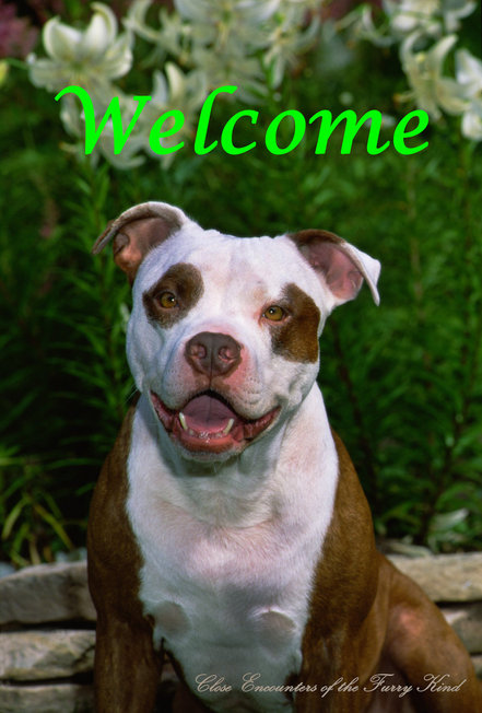 American Pit Bull - Close Encounters of the Furry Kind Welcome  House and Garden Flags