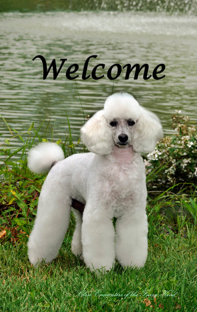 Poodle White - Close Encounters of the Furry Kind Welcome  House and Garden Flags