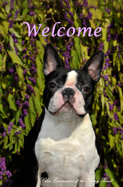 Boston Terrier - Close Encounters of the Furry Kind Welcome  House and Garden Flags