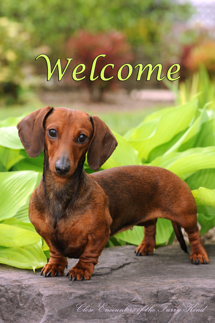 Dachshund Red Smooth - Close Encounters of the Furry Kind Welcome  House and Garden Flags