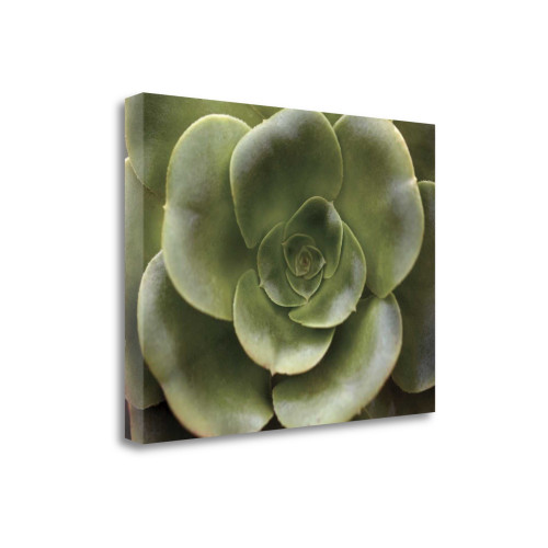 Echeveria Ii Wrapped Canvas Print Wall Art
