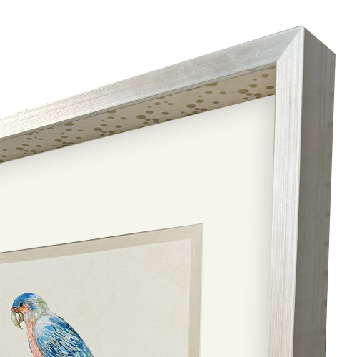 Treasure Parrot IV Silver Shadowbox Illustration Wall Art