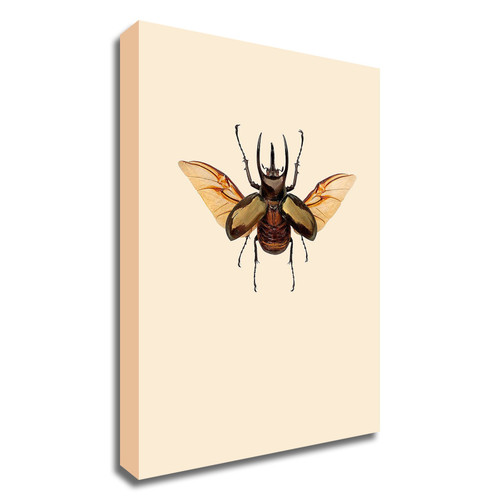 "Chalcosoma Atlas" Wrapped Canvas Print Wall Art