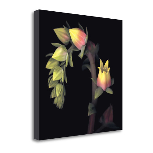 Echeveria 1 Wrapped Canvas Print Living Room Wall Art