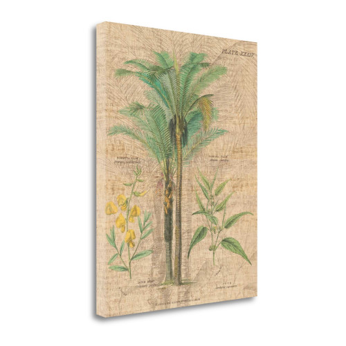 Palm Study II Wrapped Canvas Print Living Room Wall Art