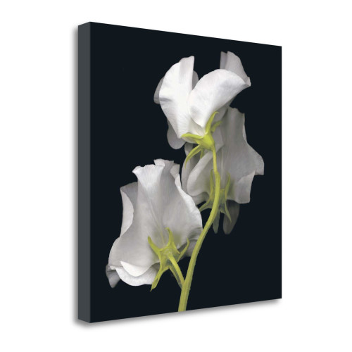 Sweet Pea 1 Wrapped Canvas Print Living Room Wall Art