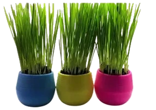 Cat Grass Balls 