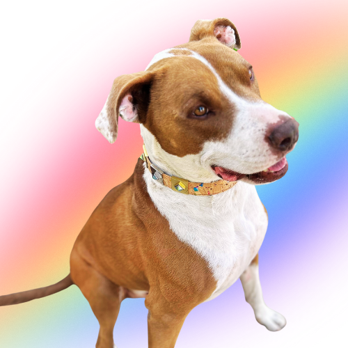 Dusk Rainbow Diamond Charm
