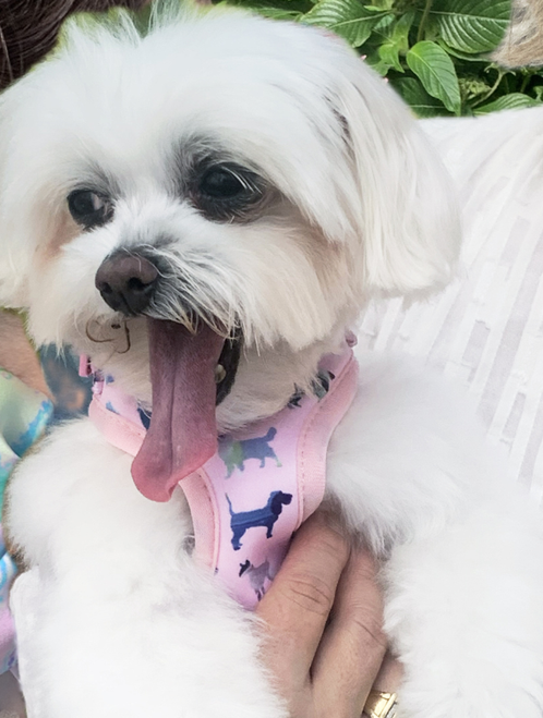 Pink Puppies Harness 