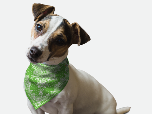 Kelly Green Paisley