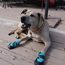Healers Urban Walkers III Dog Booties - One Pair - Orange - Medium