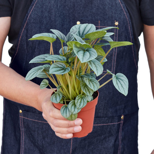 Peperomia 'Platinum'