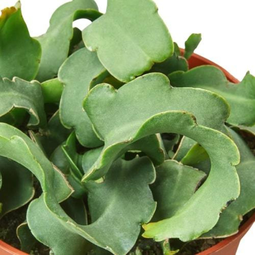 Orchid Cactus 'Curly Sue' 