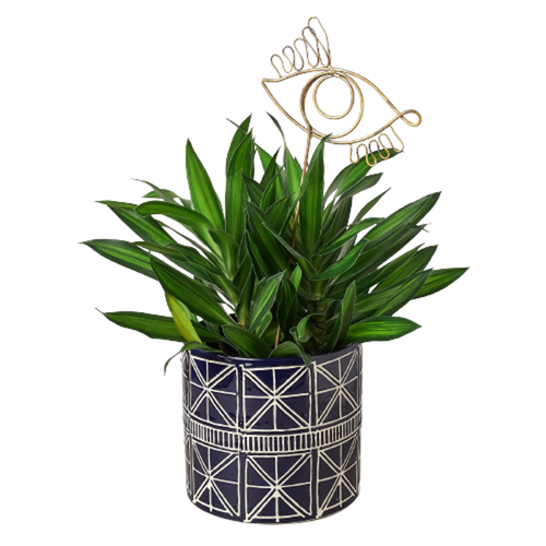Eye Plant Stick