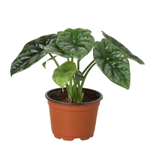 Alocasia 'Mirror Face' 