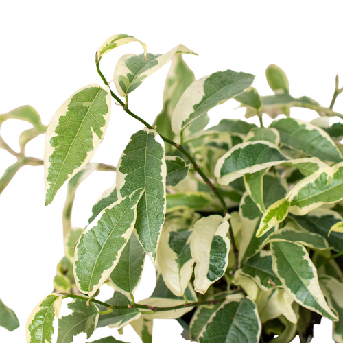 Ficus 'Radicans Variegata'