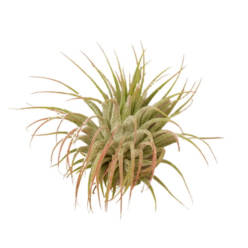 Tillandsia Air Plant Ionantha Guatemala