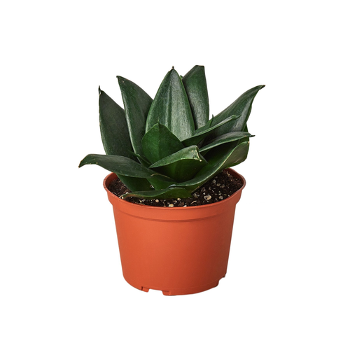 Snake 'Jade Star'