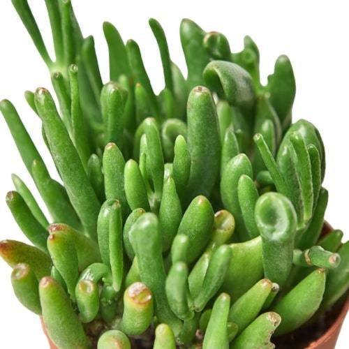 Crassula Ovata 'Gollum Jade' Succulent