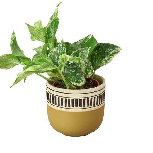 Kiwi Planter