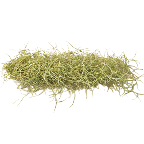 Tillandsia Air Plant Usneoides Spanish Moss