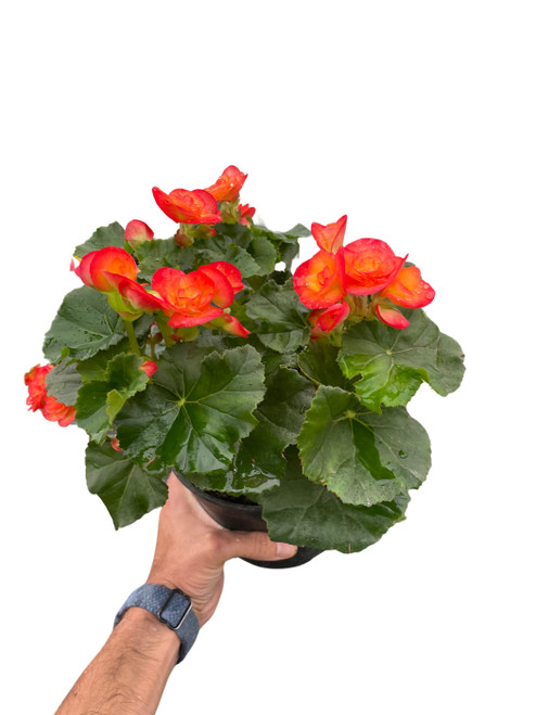 Wax Begonia