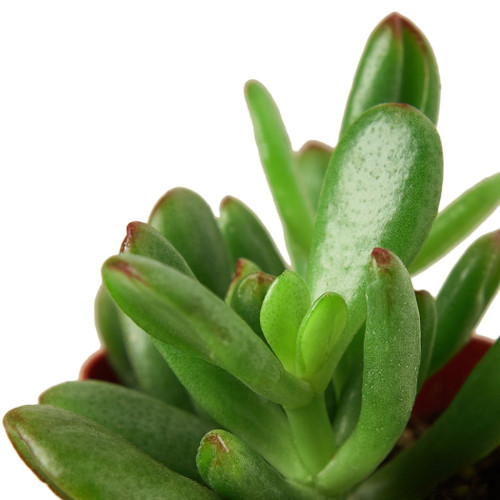 Succulent Jade 'Crassula'