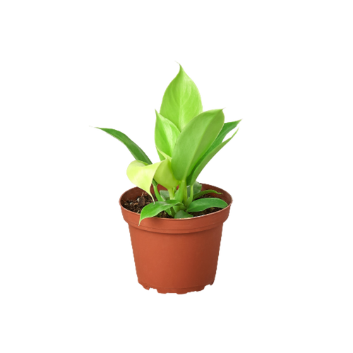 Philodendron 'Moonlight'