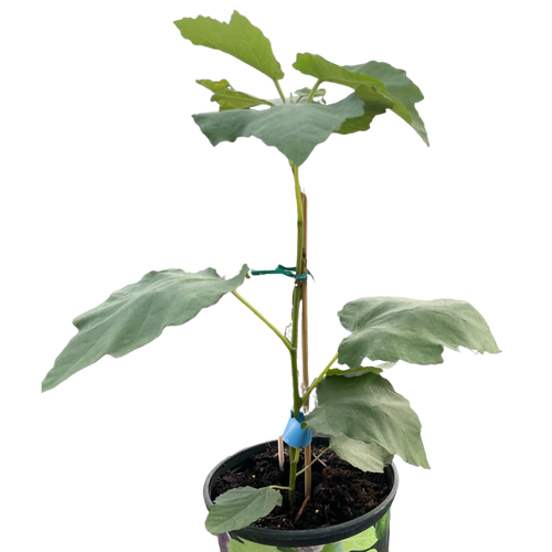Figue Tree