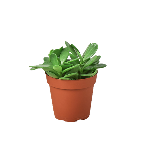 Succulent Senecio Jacobsenii 'Trailing Jade'