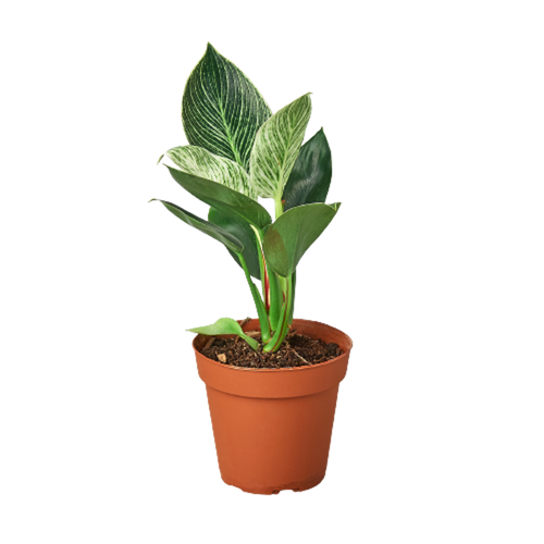 Philodendron 'Birkin'