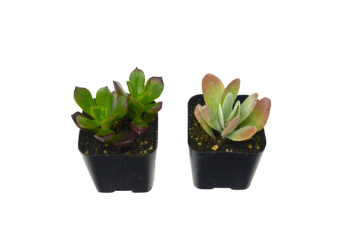 Succulent / Live Home and Garden Plants