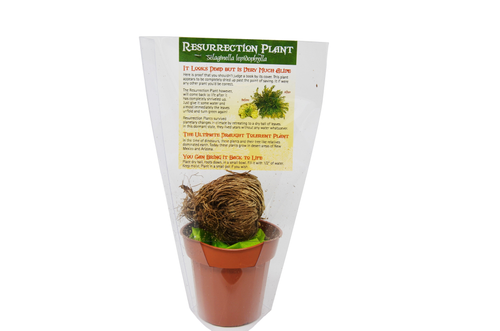 Resurrection 'Jericho' Plant