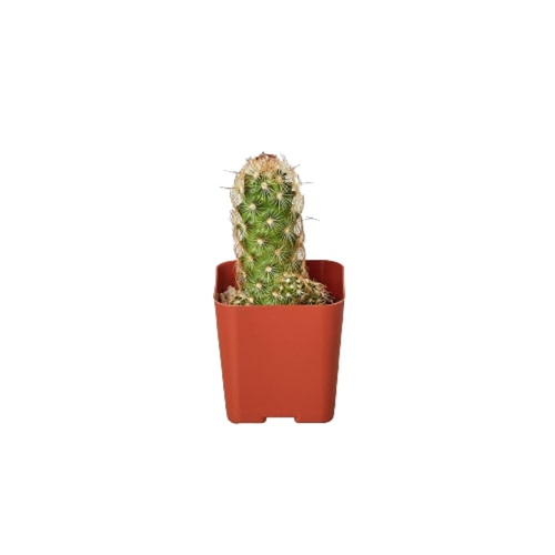 Cactus Variety 