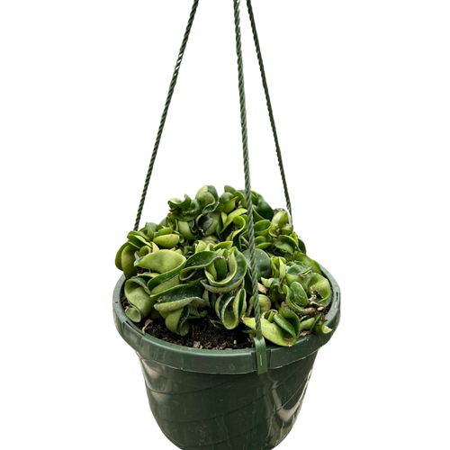 Hoya Rope Plant