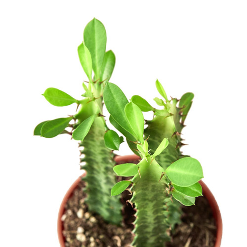 Euphorbia 'Milkstripe'