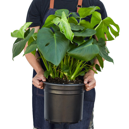 Philodendron Monstera' 