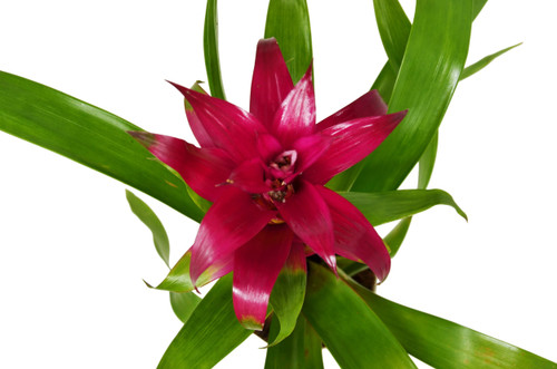 Bromeliad Guzmania 'Purple'