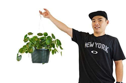 Pilea Peperomioides 'Chinese Money Plant' 