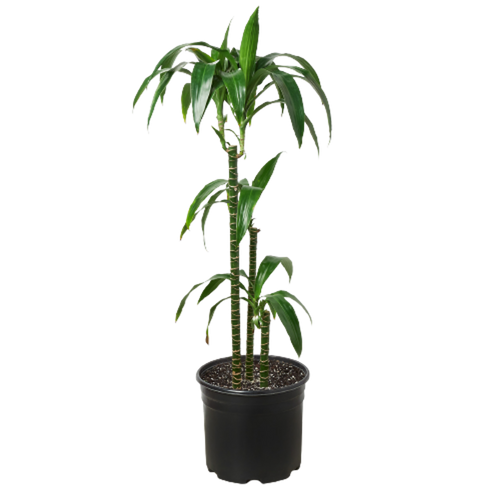 Dracaena 'Elegance' 