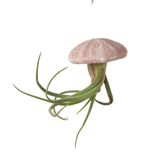 Hanging Sea Urchin Shell