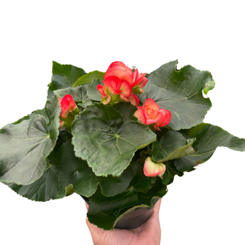 Begonia 'Reiger'