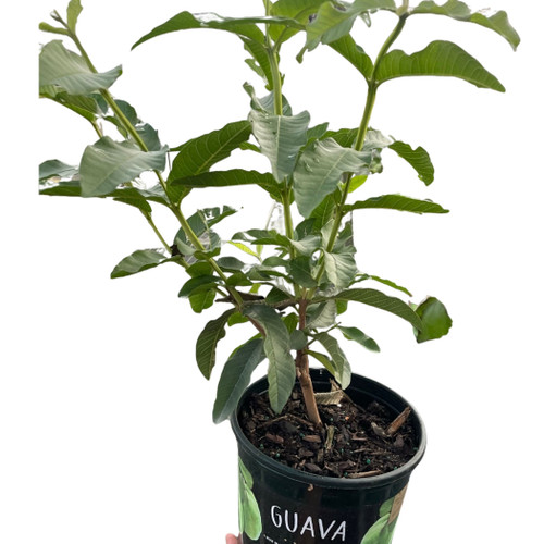 Guava Tree