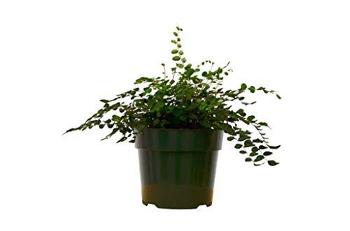 Fern 'Button' 