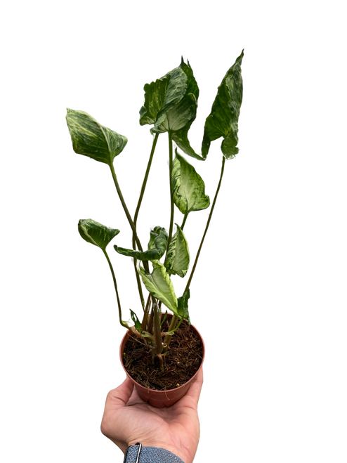 Syngonium 'Godzilla'