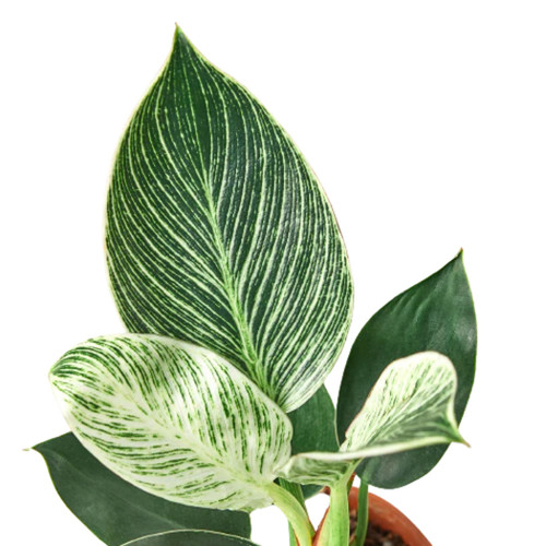 Philodendron 'Birkin'