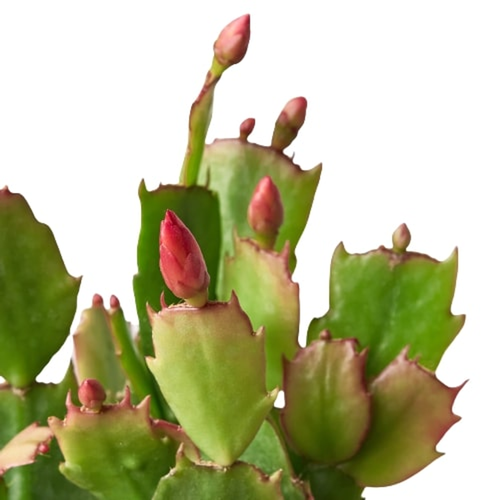 Zygocactus 'Christmas Cactus' 